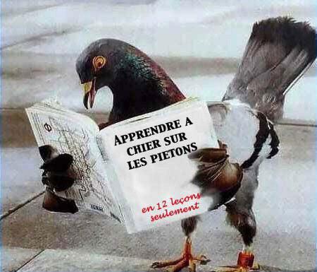 pigeon-chieur1_115.jpg