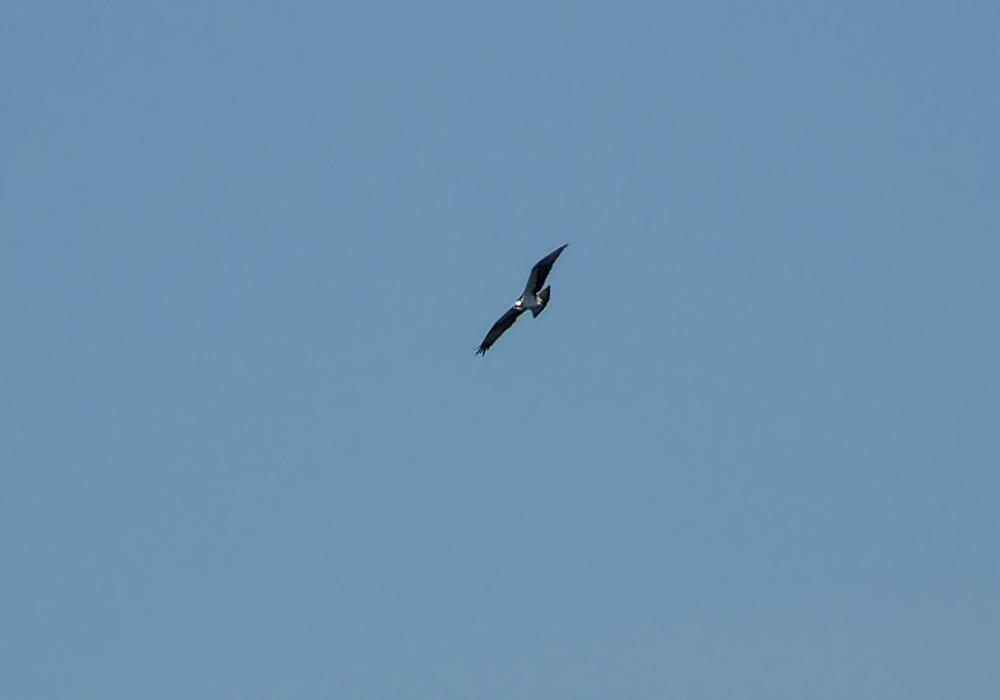 vautour pernocptère (2).jpg