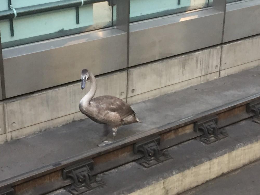 CYGNE0982.jpg.04ad3237f12f7c18af9b784af882d926.jpg